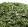 Chá Verde Importado (Camellia Sinensis)